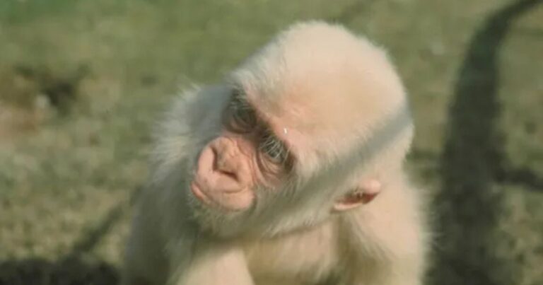 albino‑monkey.net Travel Archives